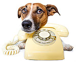 dog-on-the-phone