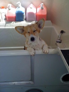 mobile dog wash